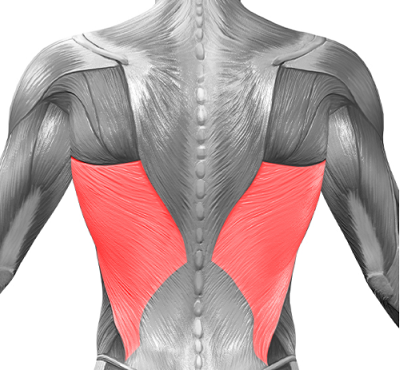 広背筋